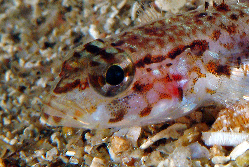juvenile Gobius geniporus